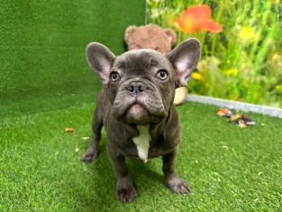 French Bulldog male Puppy for sale 200018850